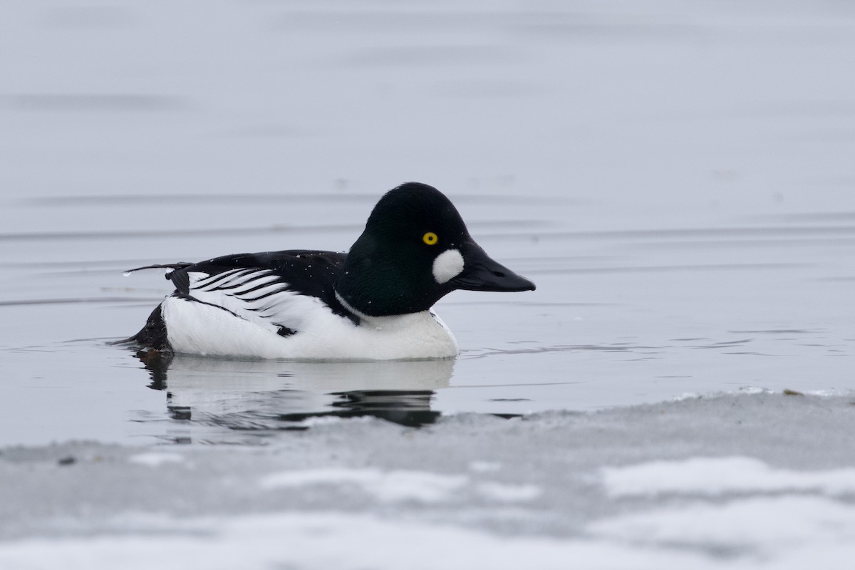 Common Goldeneye - ML633959264