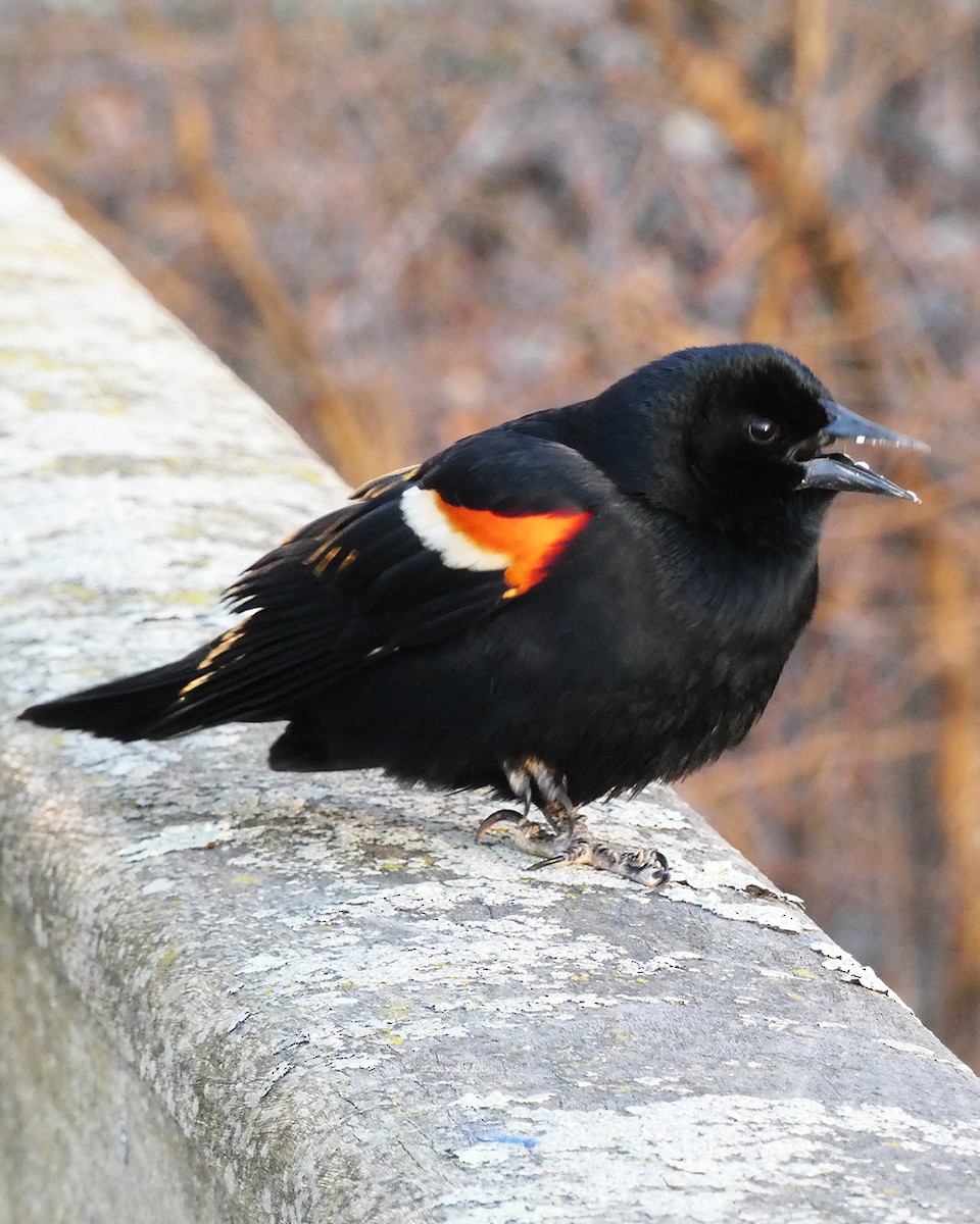 Red-winged Blackbird - ML633959265