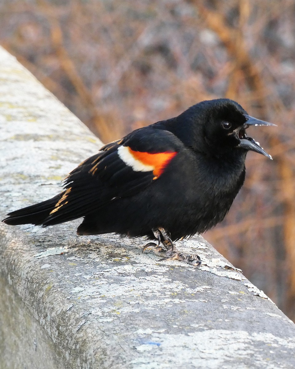 Red-winged Blackbird - ML633959266