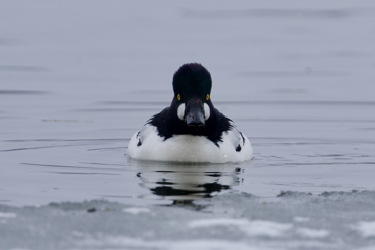 Common Goldeneye - ML633959267