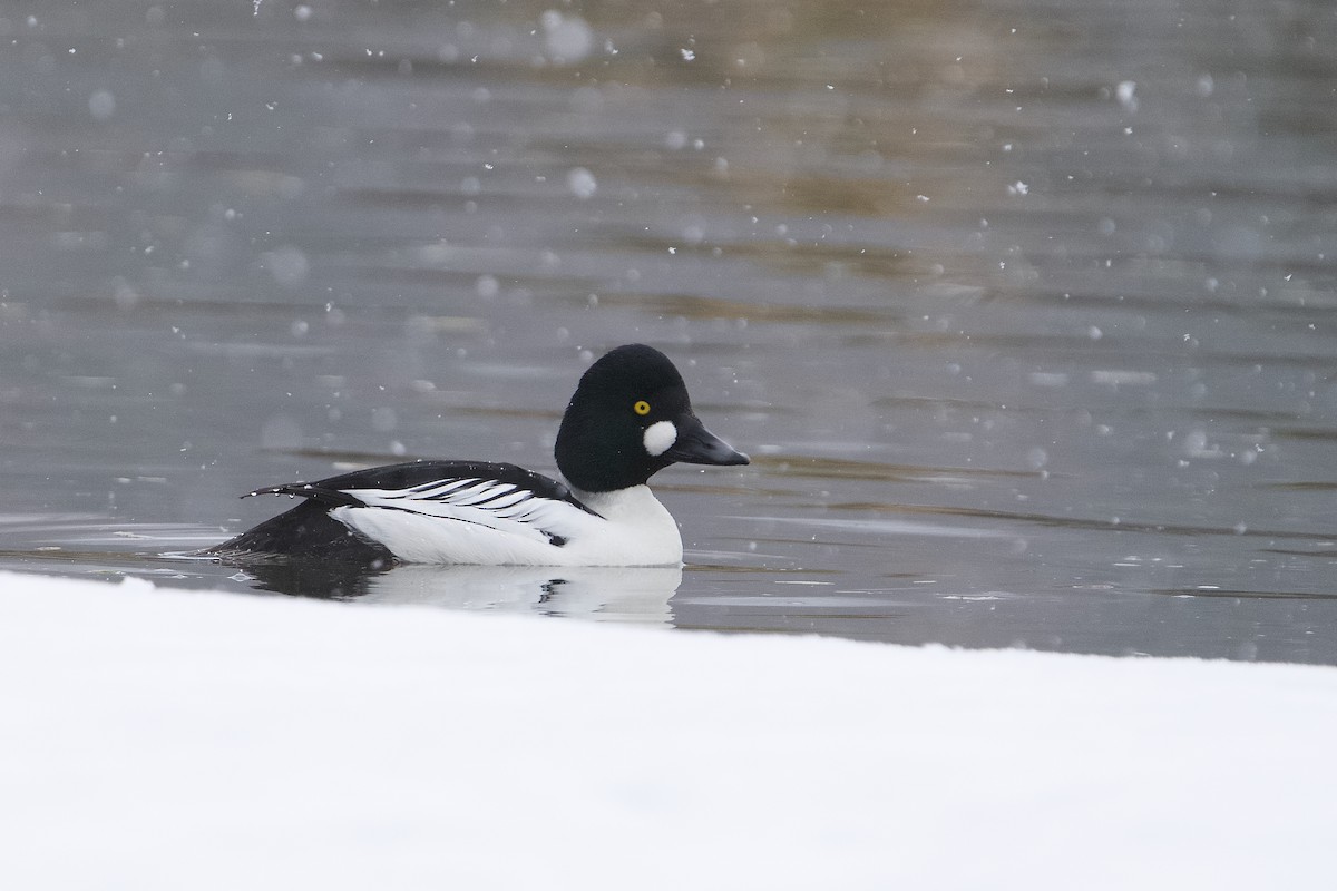 Common Goldeneye - ML633959268