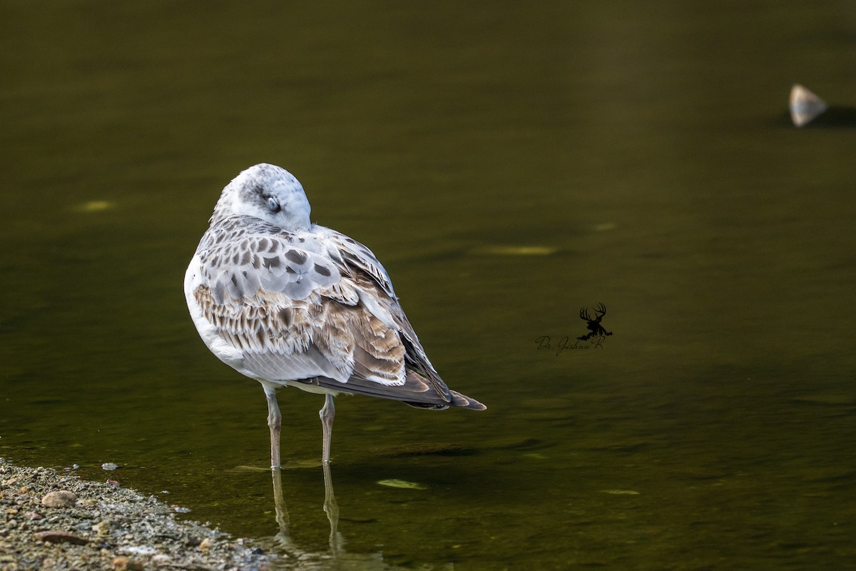 Pallas's Gull - ML633959757