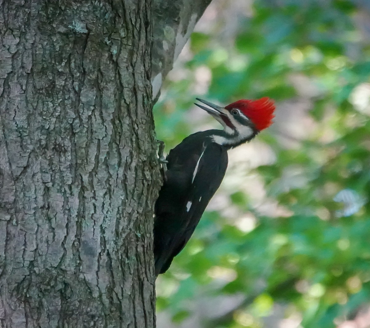 Pileated Woodpecker - ML633959811
