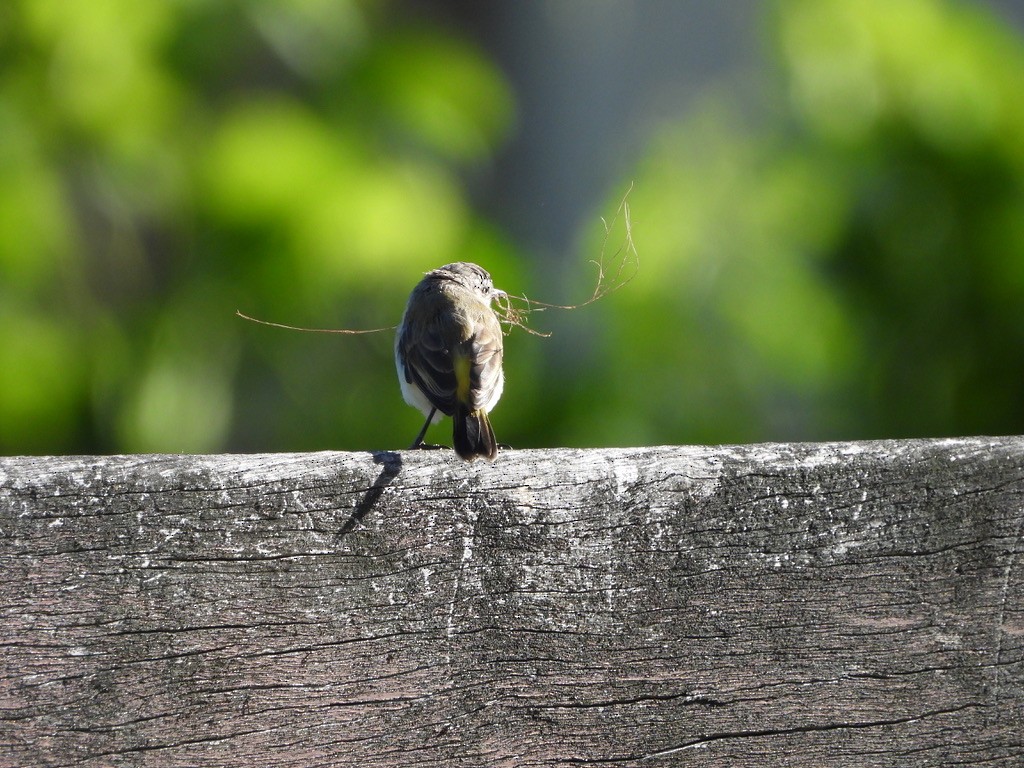 Acantiza Culigualda - ML633959815