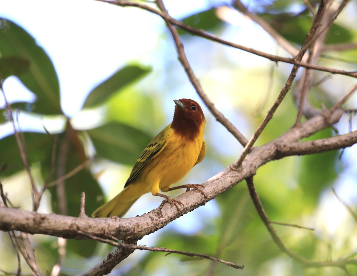 Northern Yellow Warbler - ML633959820