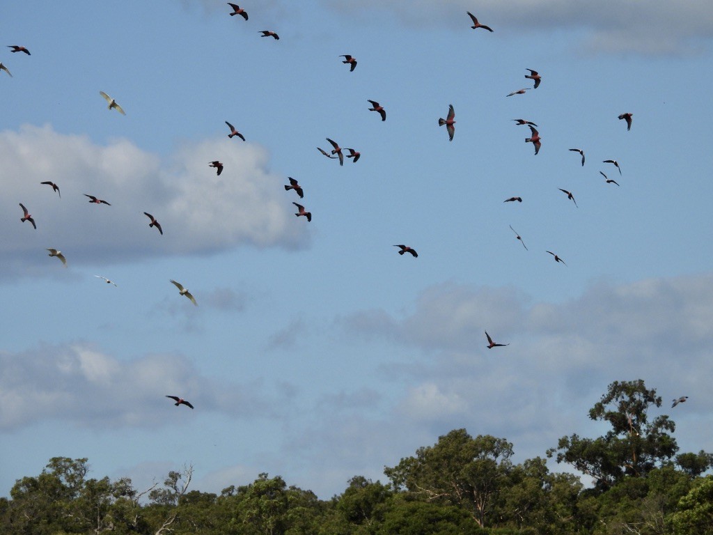 Cacatúa Galah - ML633959851
