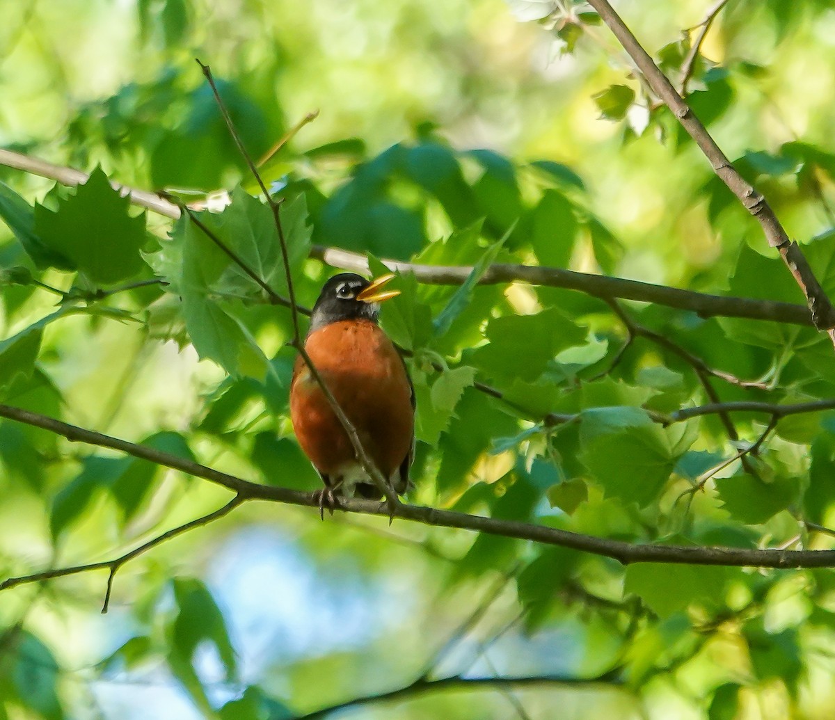 American Robin - ML633959938
