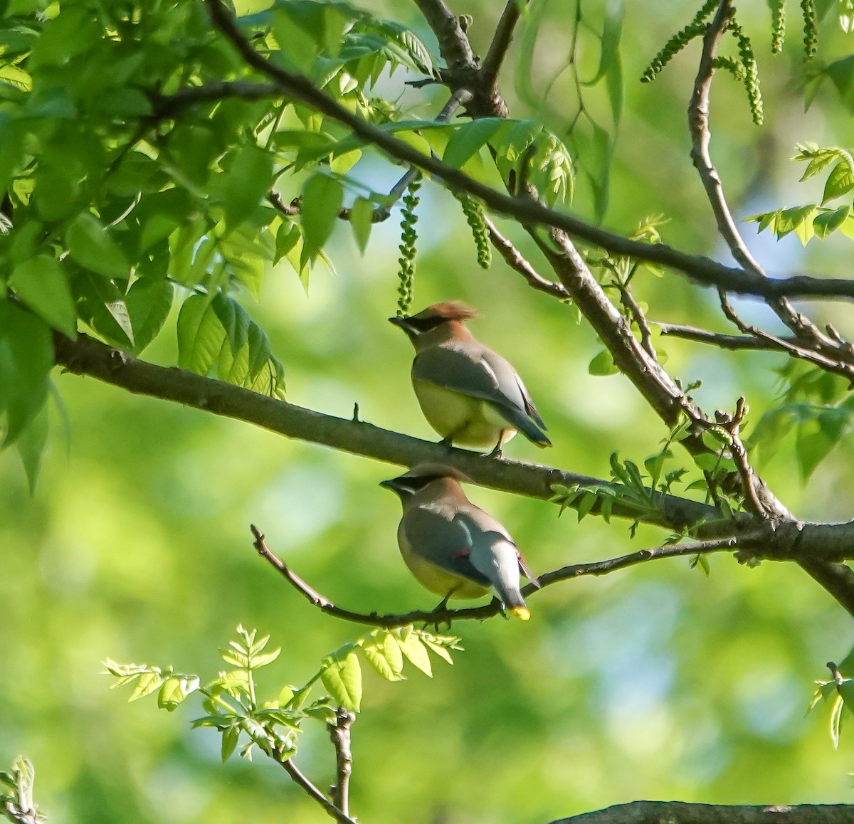 Cedar Waxwing - ML633959947
