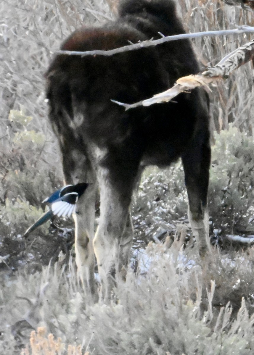 Black-billed Magpie - ML633960033