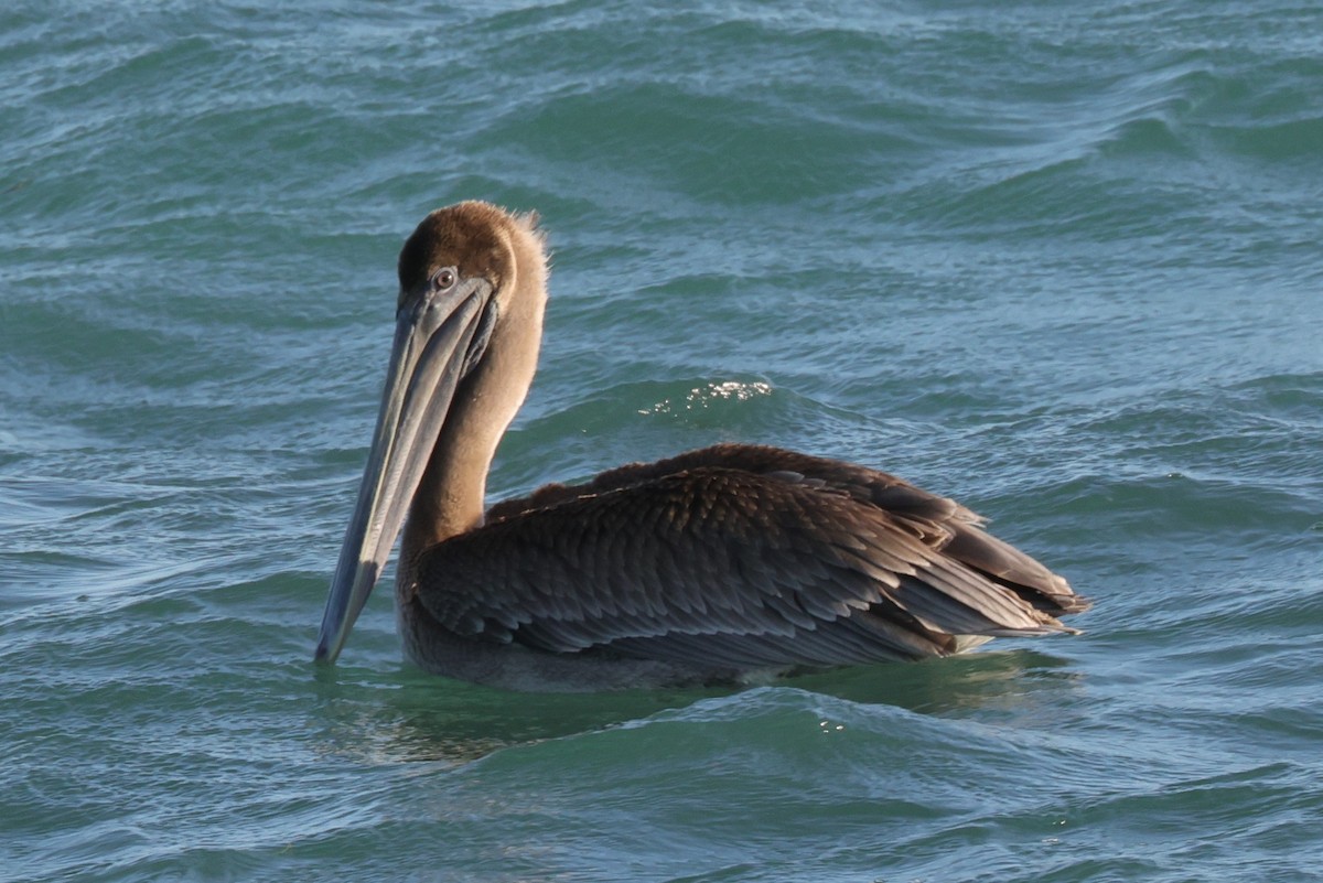 Brown Pelican (Southern) - ML633960034