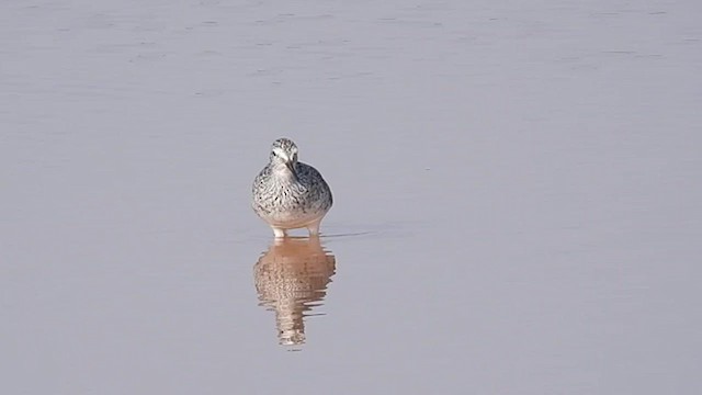 Lesser Yellowlegs - ML633960163