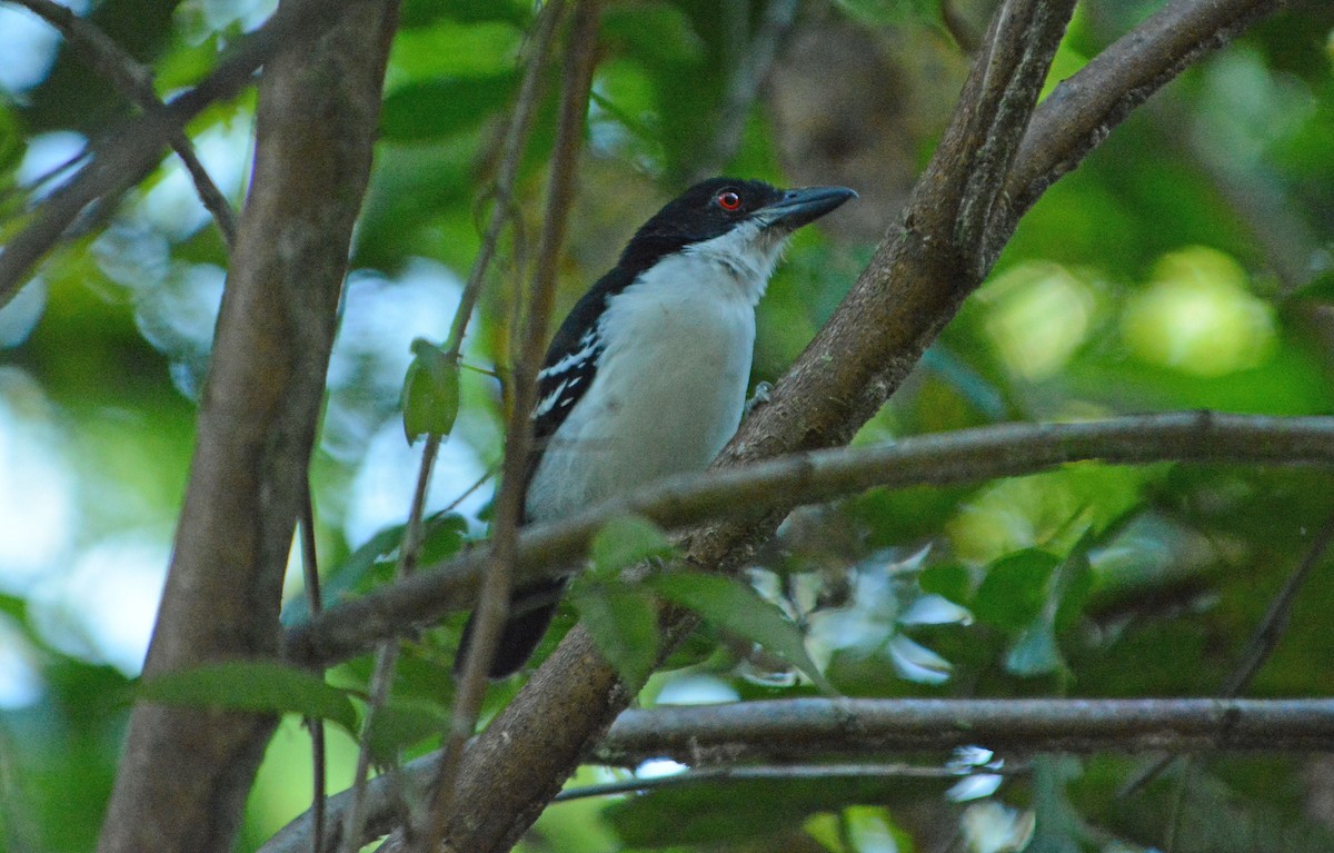 Great Antshrike - ML633960166