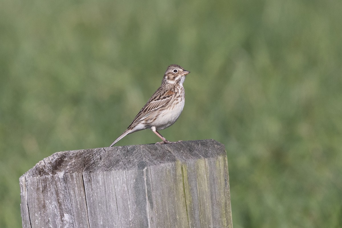 Vesper Sparrow - Dixie Sommers