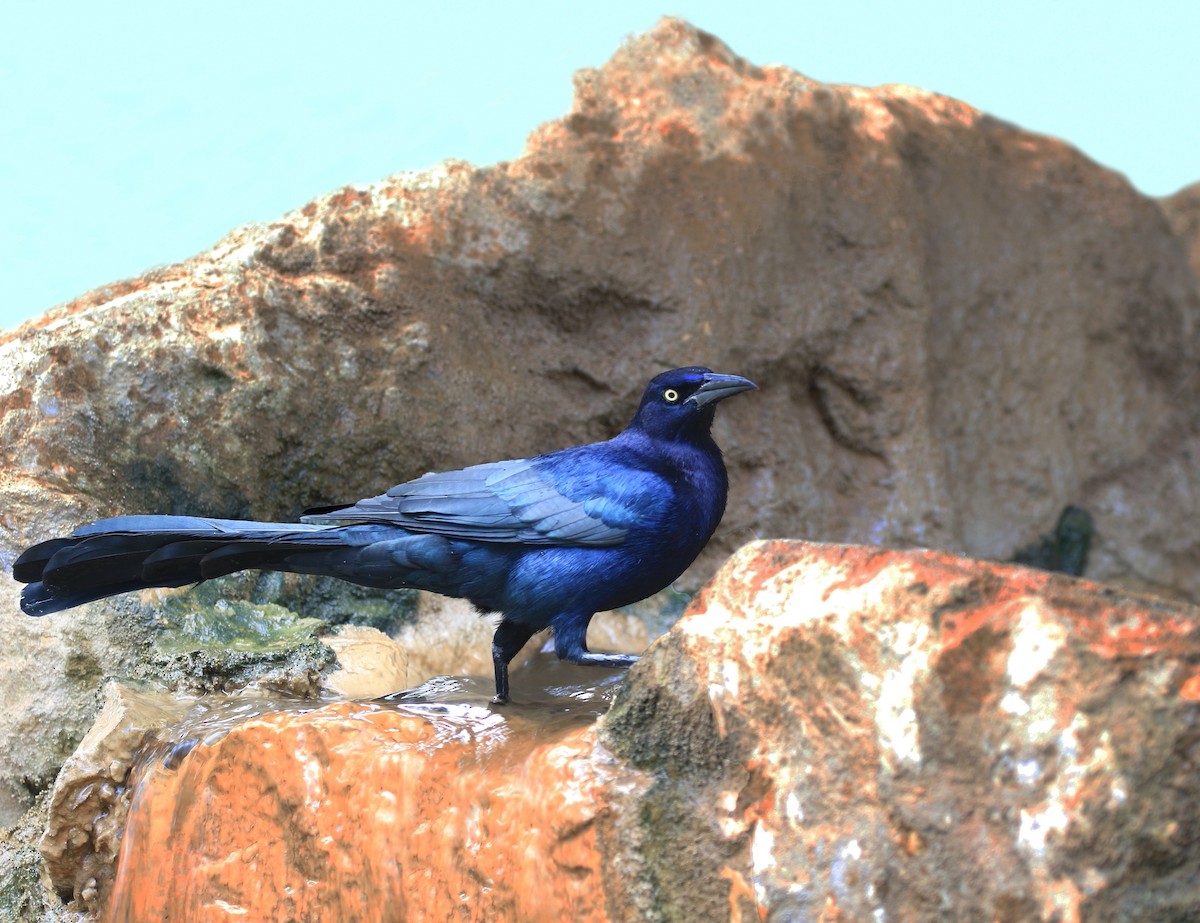 Great-tailed Grackle - ML633960216