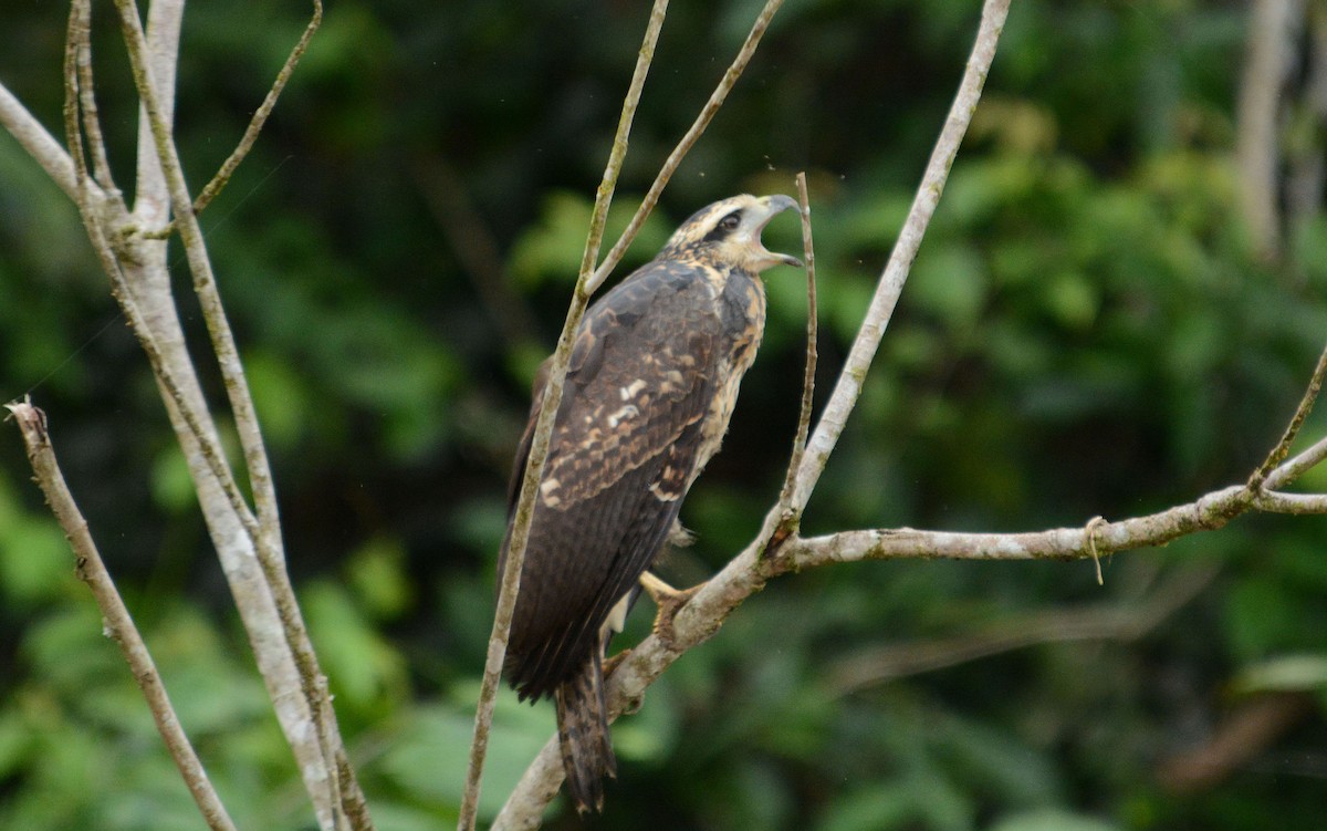 Great Black Hawk - ML633960332