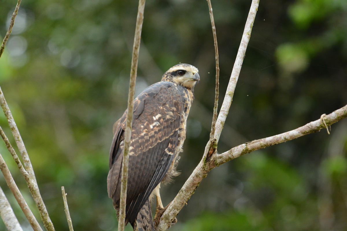 Great Black Hawk - ML633960334