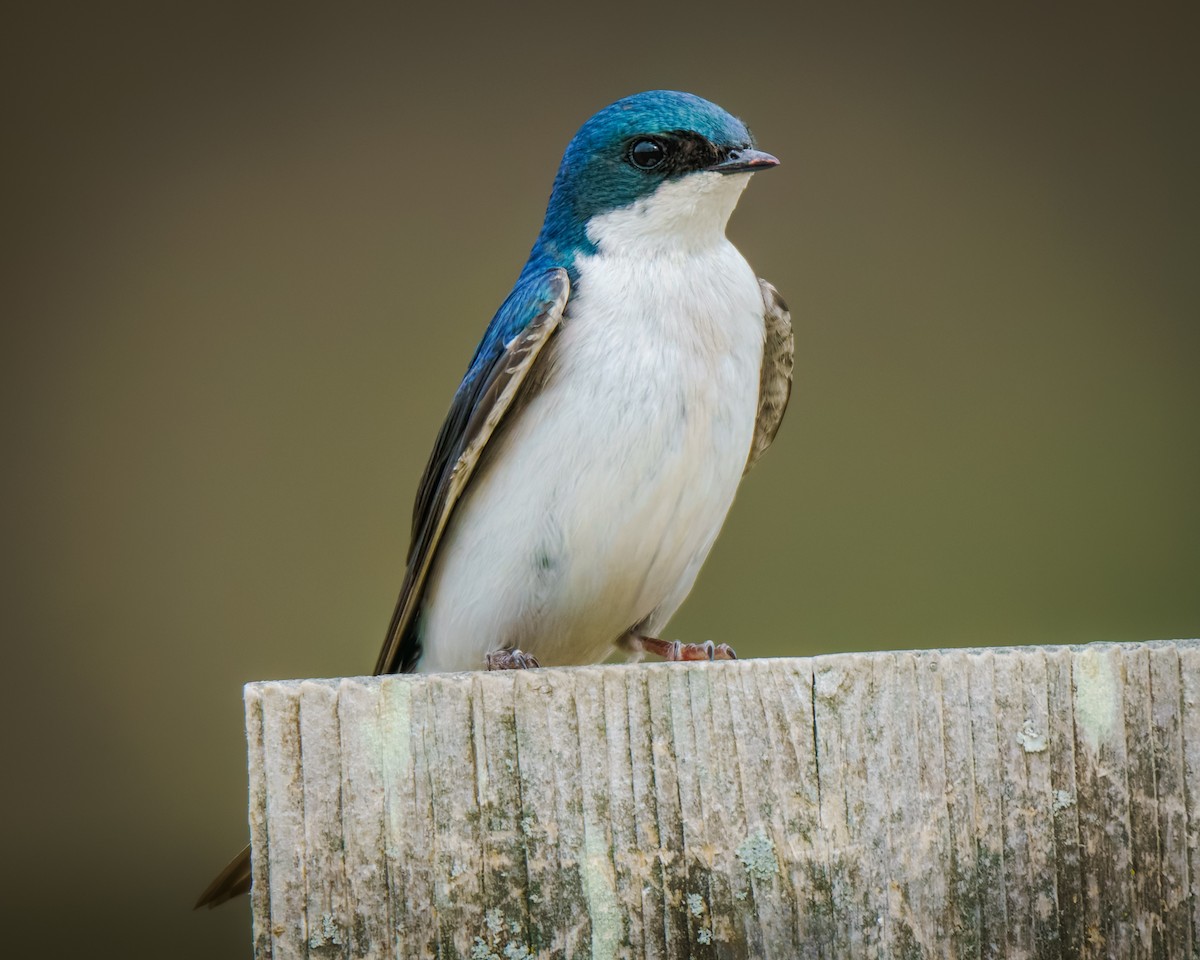 Tree Swallow - ML633960464