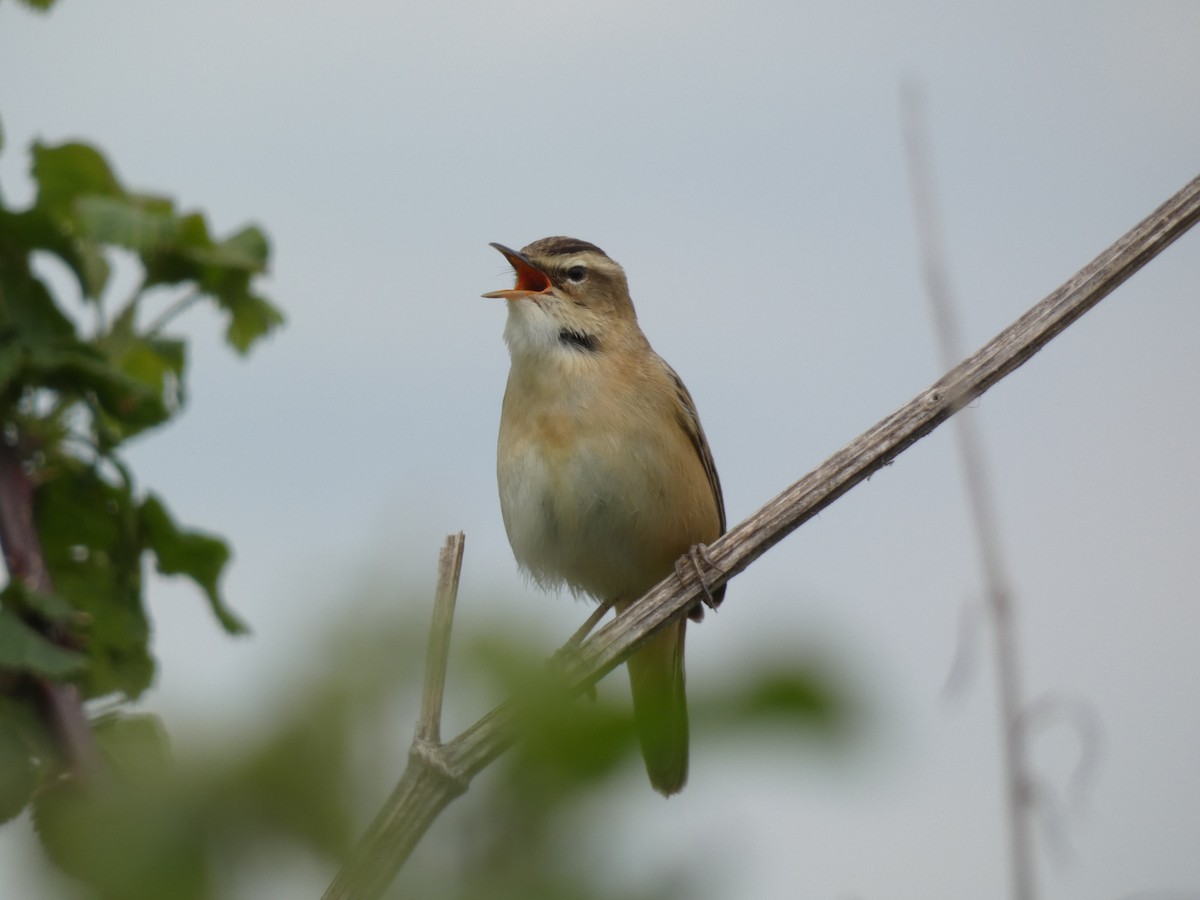 Sedge Warbler - ML633960474