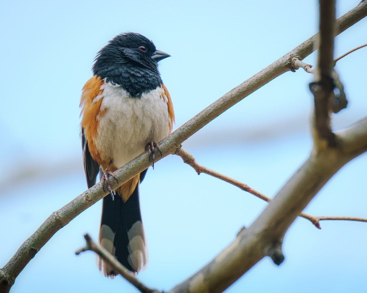 Eastern Towhee - ML633960475