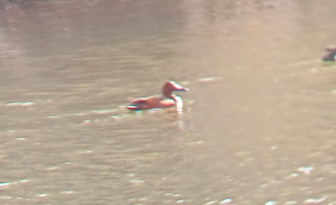 アカシマアジ - ML633960477