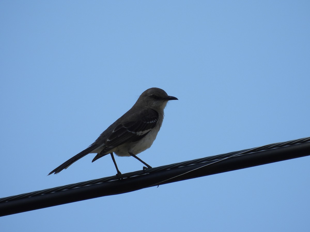 Northern Mockingbird - ML633960486