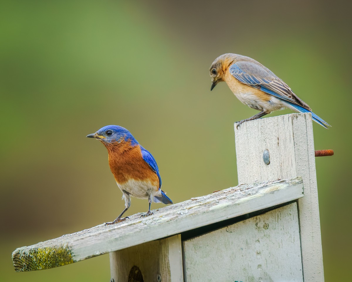 Eastern Bluebird - ML633960487