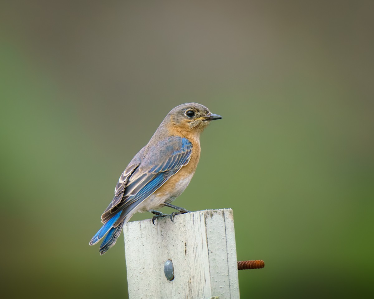 Eastern Bluebird - ML633960490