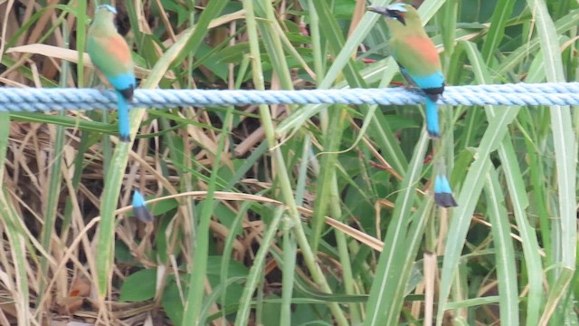 Turquoise-browed Motmot - ML633960521