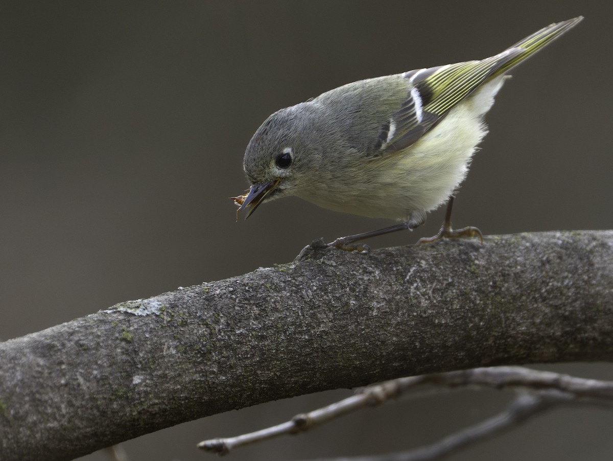 Ruby-crowned Kinglet - ML633960573