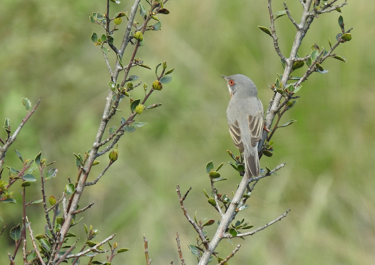 Western Subalpine Warbler - ML633960599
