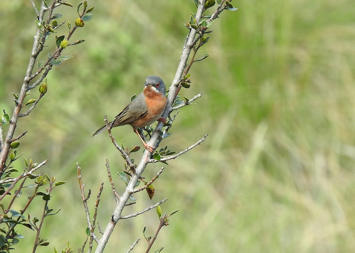 Western Subalpine Warbler - ML633960600