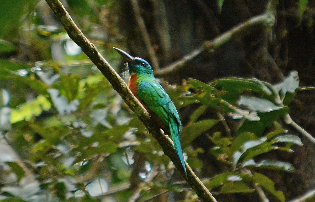 Great Jacamar - ML633960624