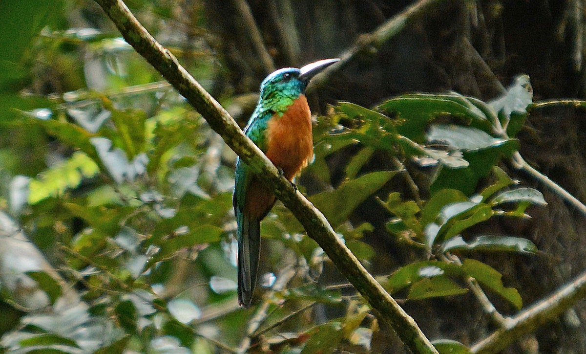 Great Jacamar - ML633960625