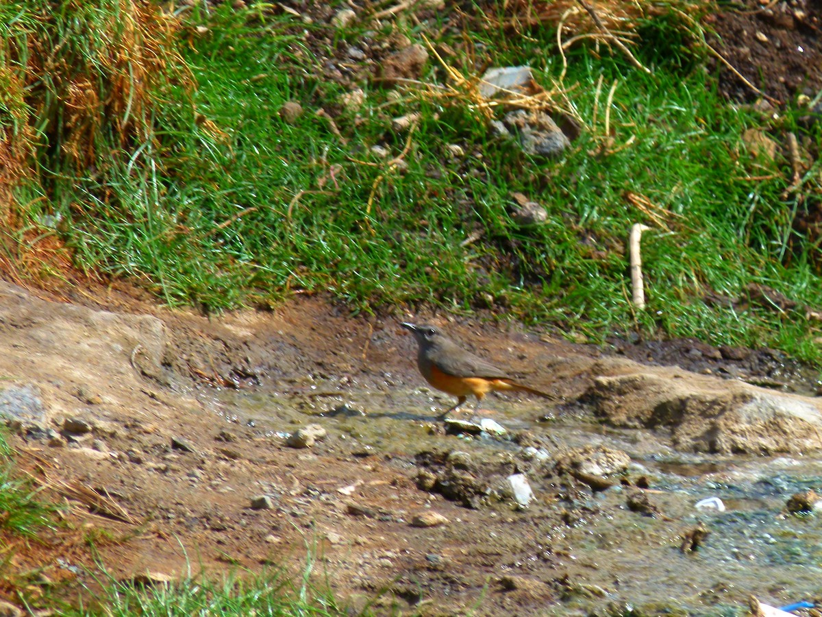 skalník malý - ML633960662