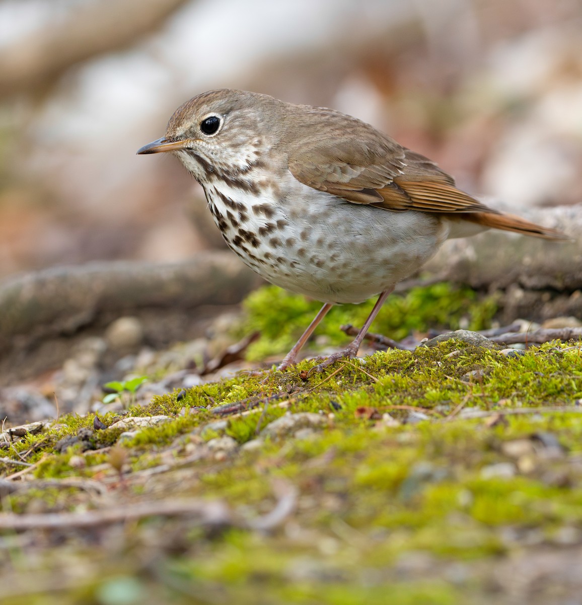 Hermit Thrush - ML633960683