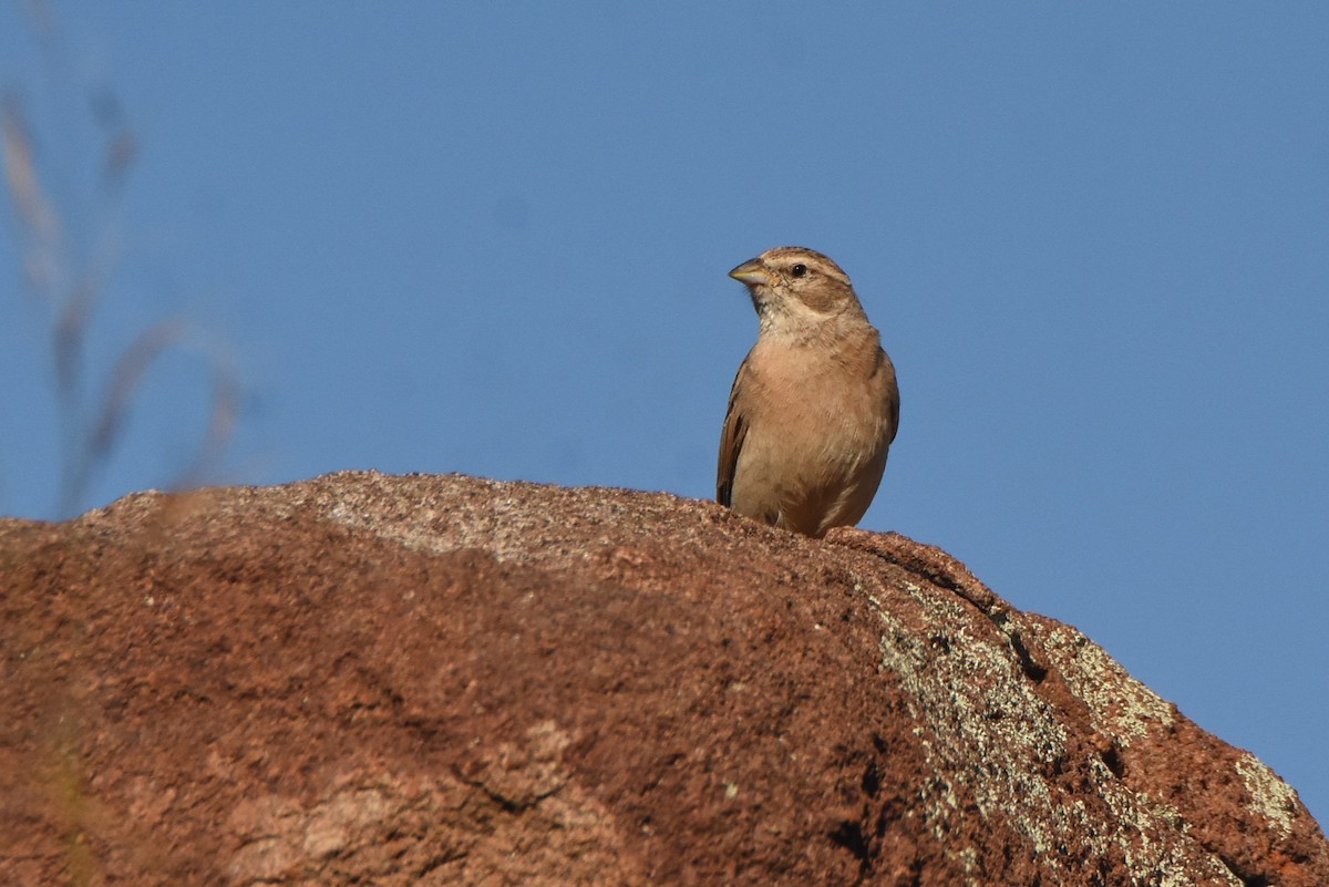 Lark-like Bunting - ML633960770