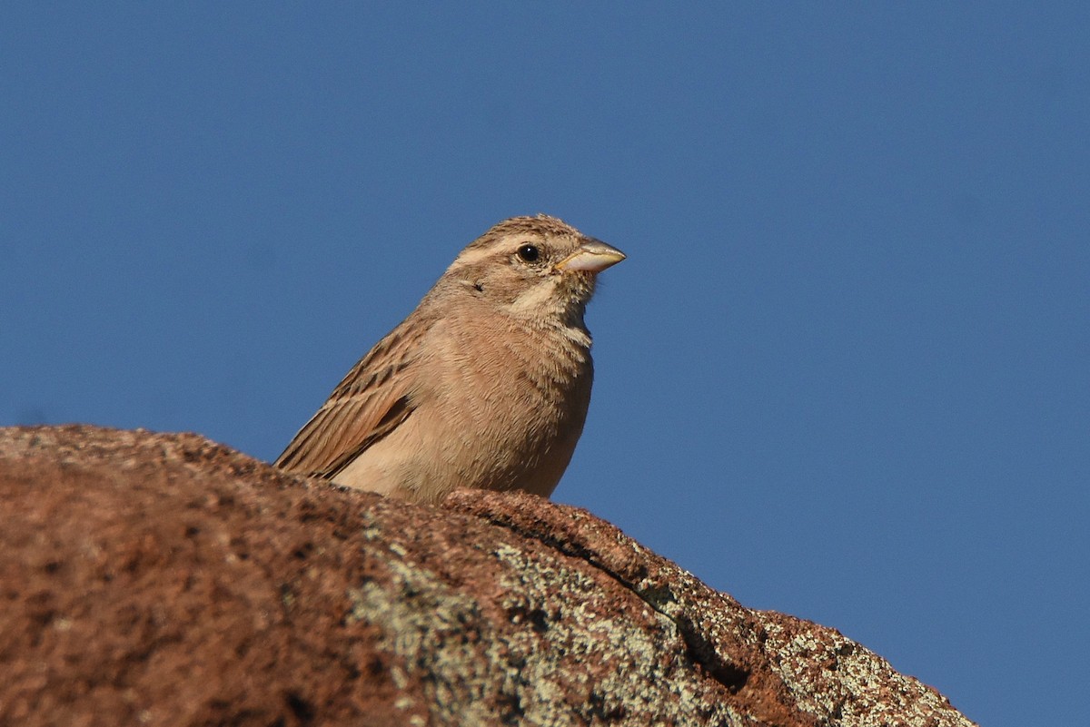 Lark-like Bunting - ML633960771