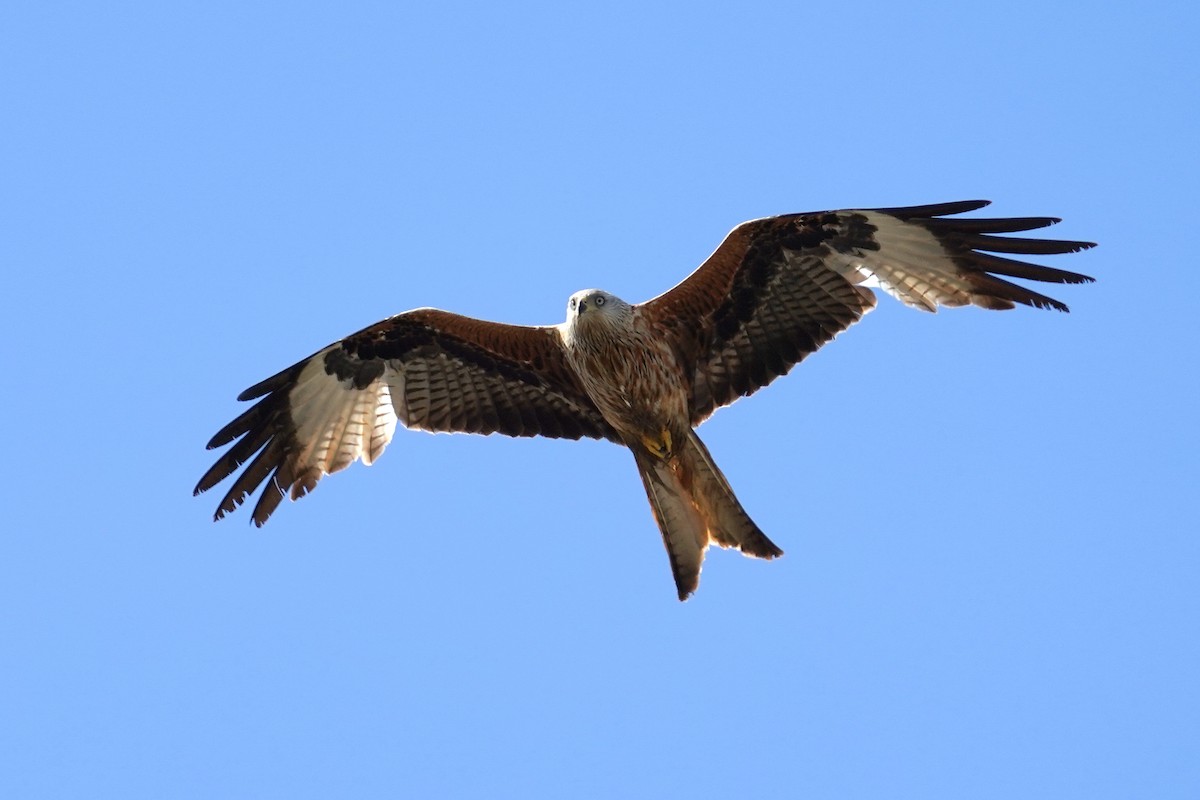 Red Kite - ML633960800