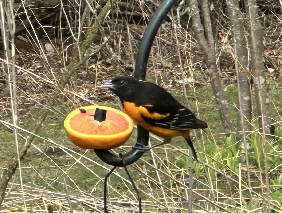 Baltimore Oriole - ML633960837
