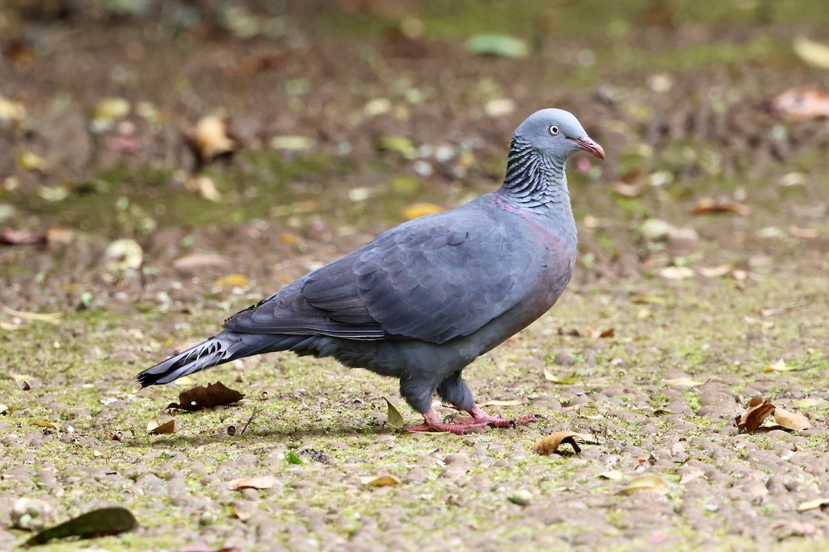 Trocaz Pigeon - ML633960854