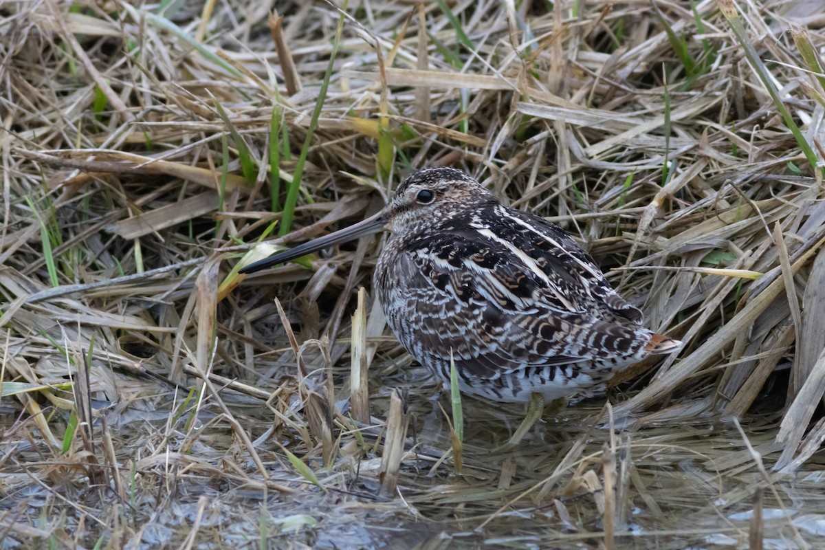 Wilson's Snipe - ML633960968
