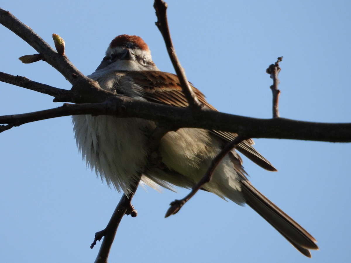 Chipping Sparrow - ML633961035