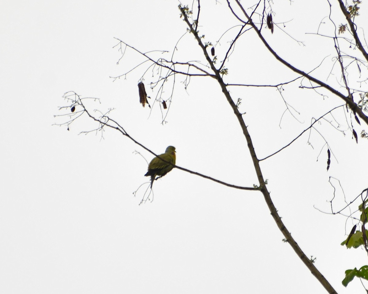 Orange-breasted Green-Pigeon - ML633961053