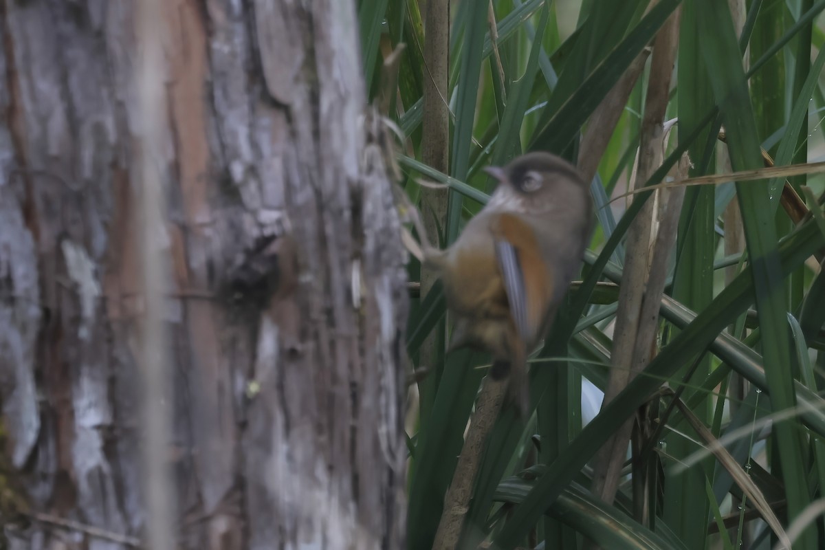Taiwan Fulvetta - ML633961087