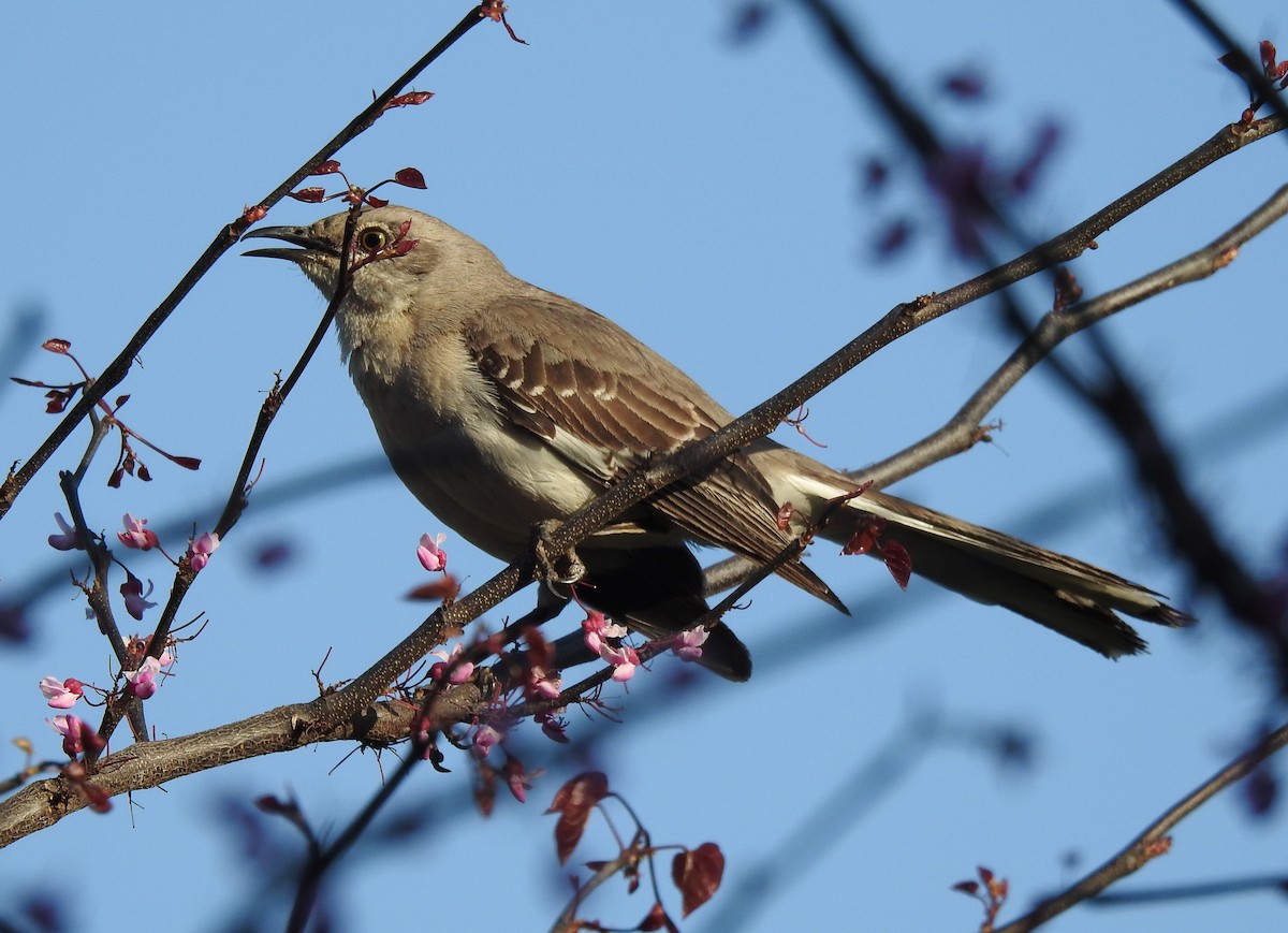 Northern Mockingbird - ML633961109