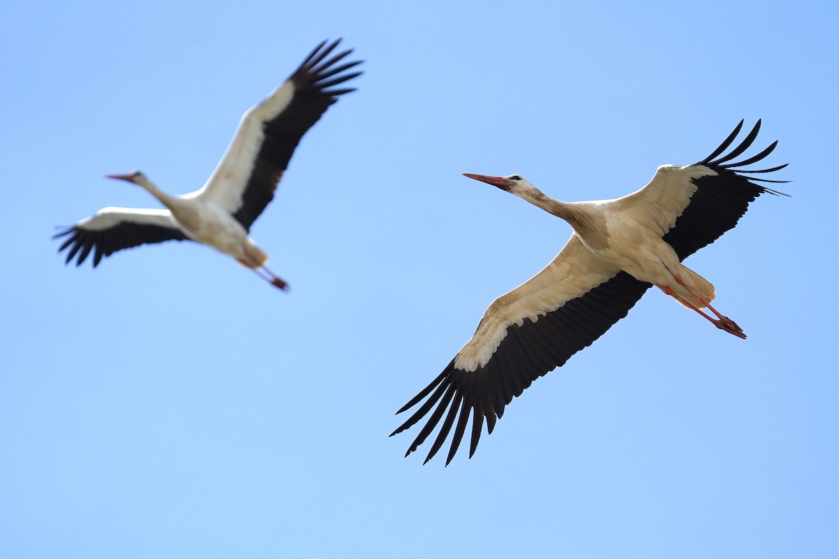 White Stork - ML633961122