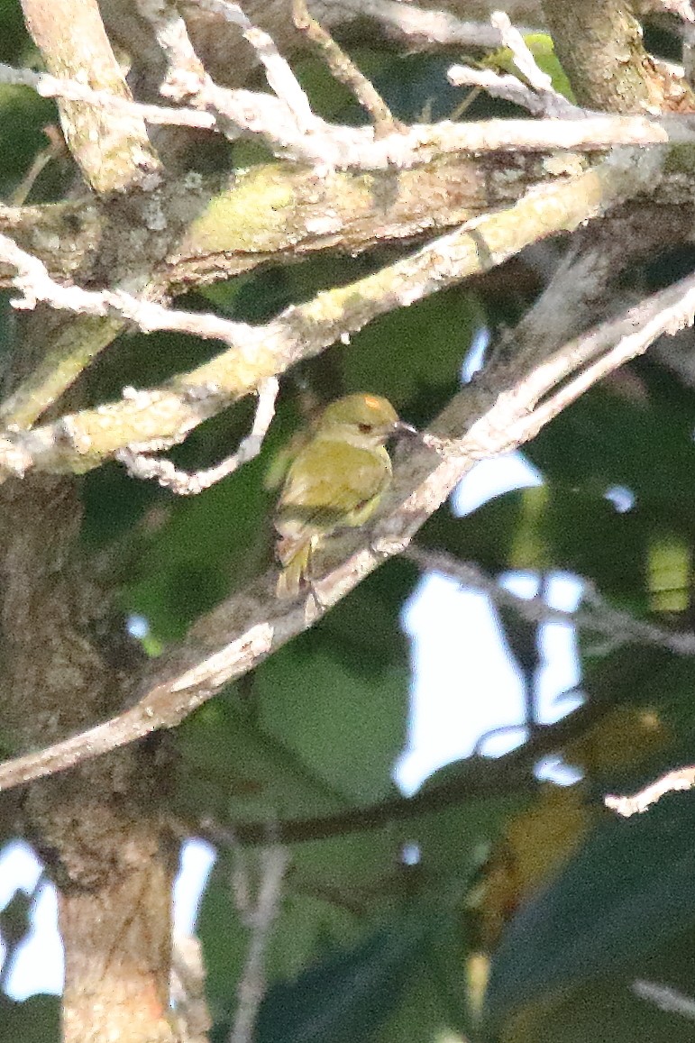 Crimson-breasted Flowerpecker - ML633961128