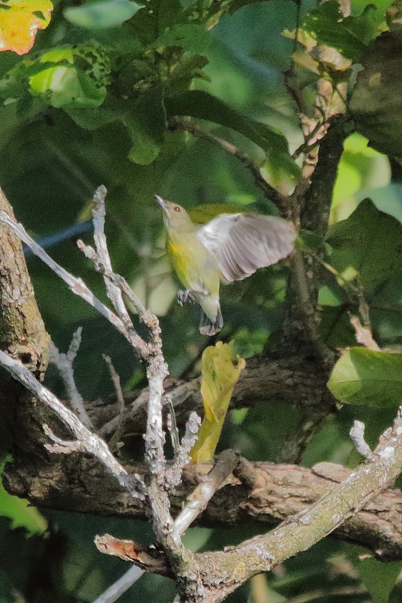 Crimson-breasted Flowerpecker - ML633961129
