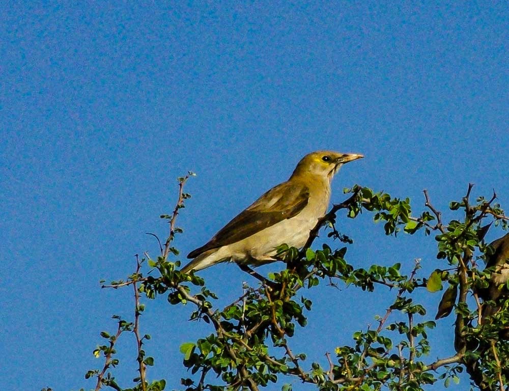 Wattled Starling - ML633961138