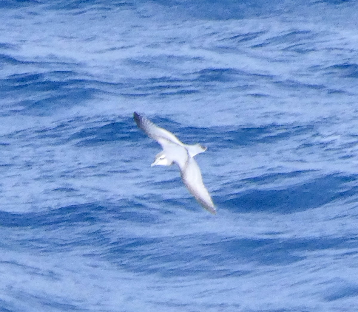 Antarctic Prion - ML633961203